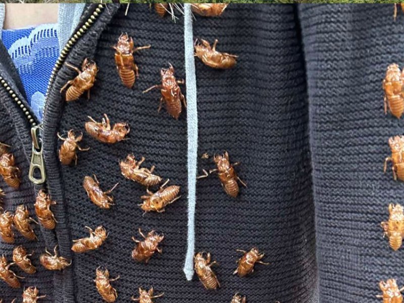 02Bio 2025 cicada