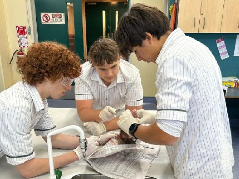 abc dissect abc dissect