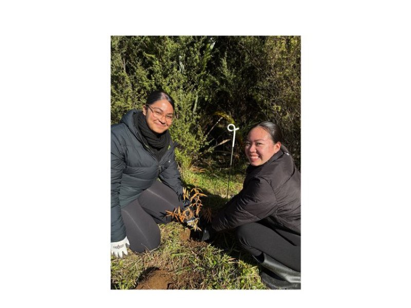tree planting