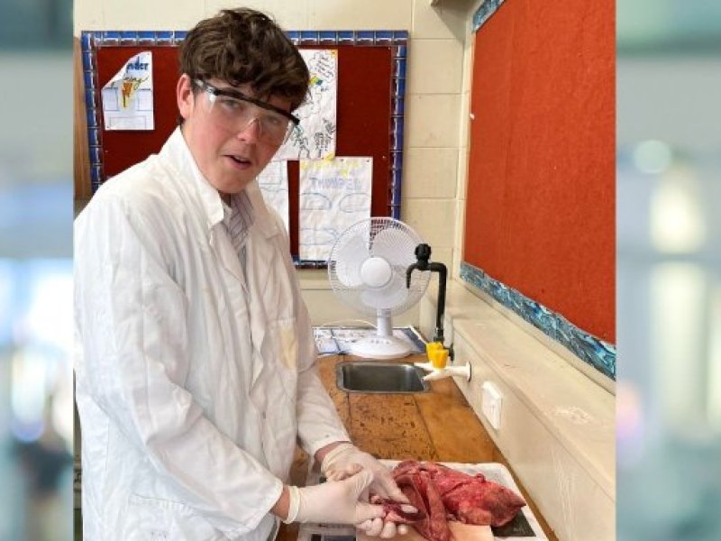 dissection