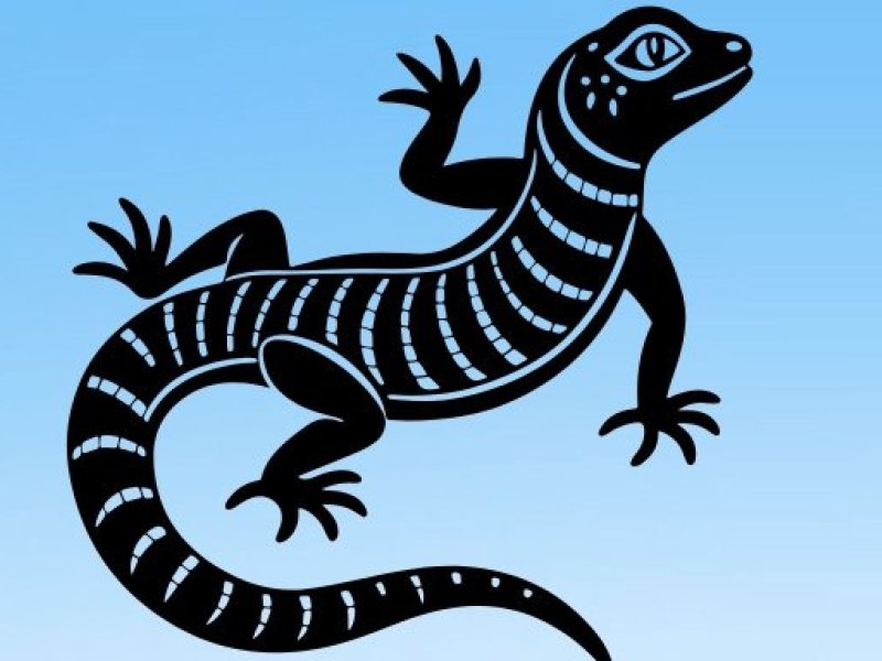lizard