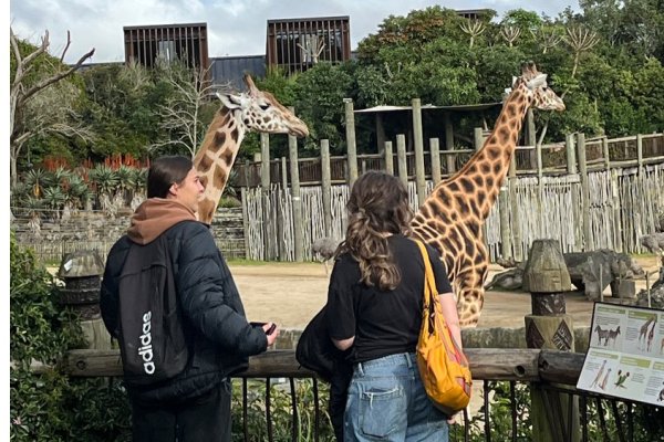 giraffe