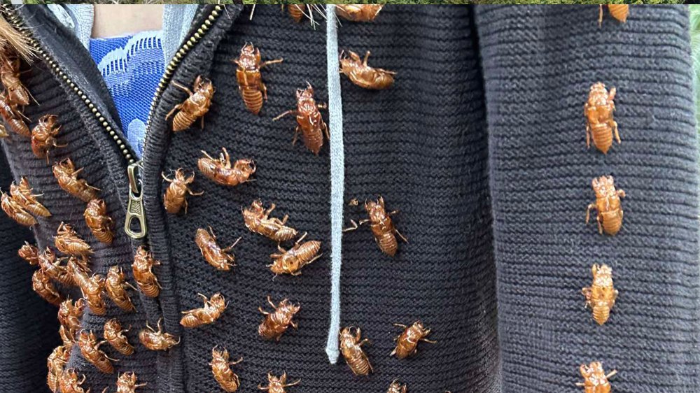 02Bio 2025 cicada