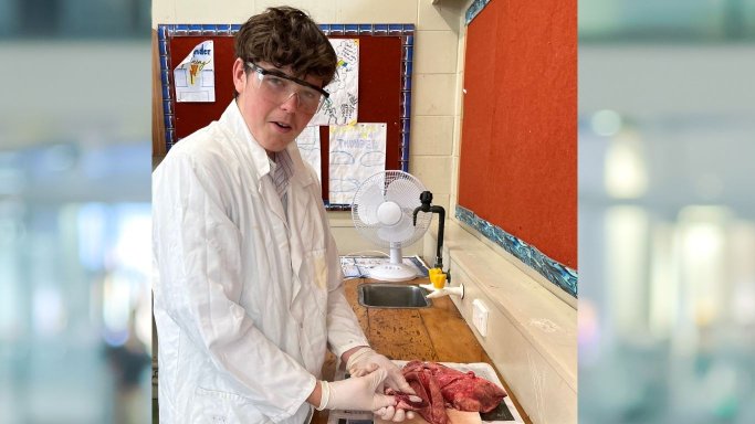 dissection