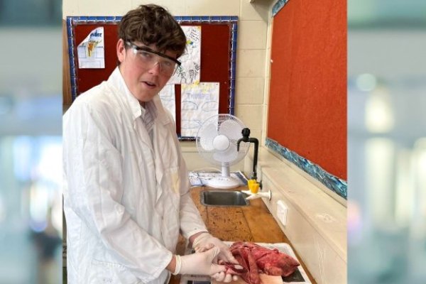 dissection