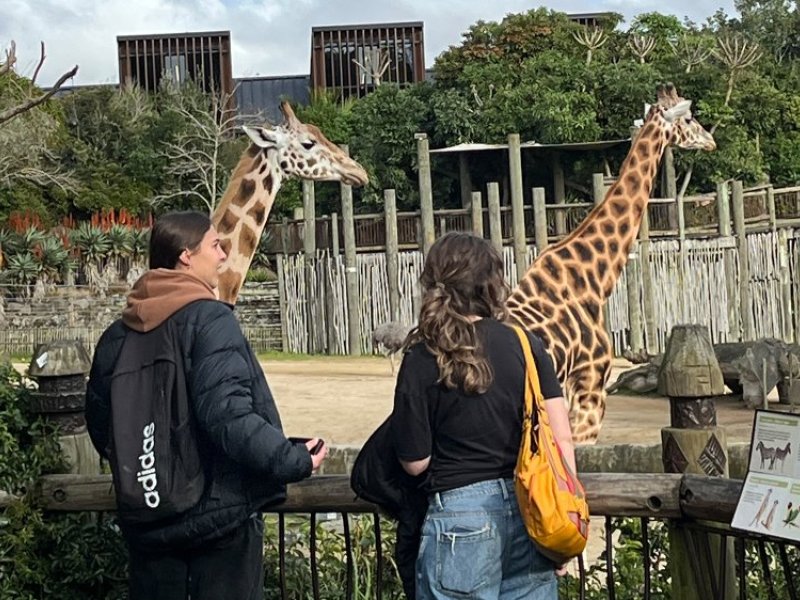 giraffe