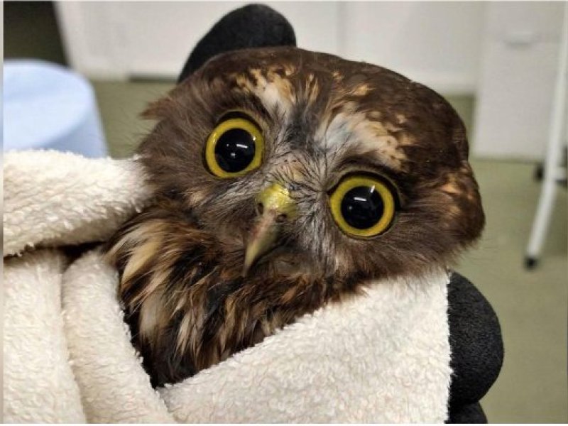 bird care aotearoa