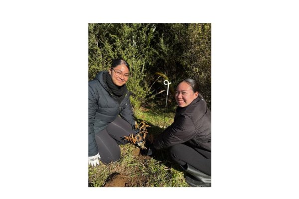 tree planting
