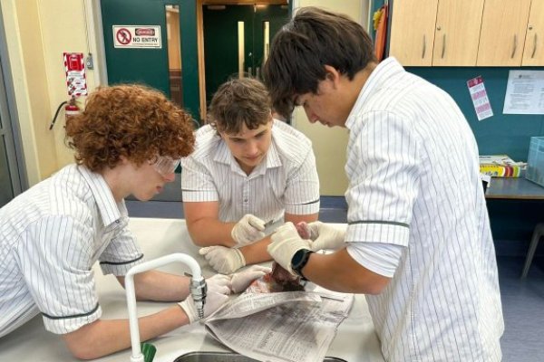 abc dissect